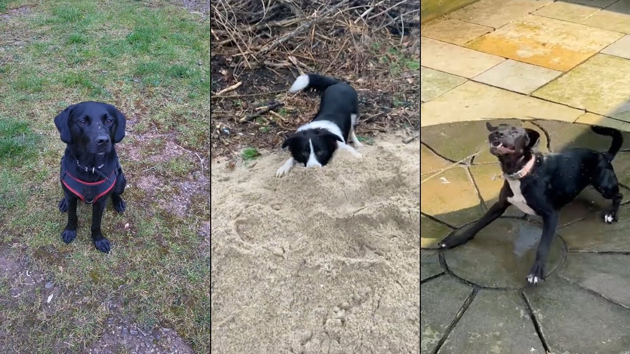 When your dog is more extra than you