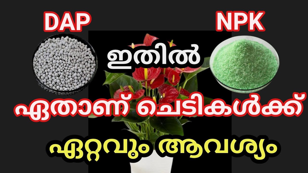 NPK & DAP ഏതാണ് ചെടികൾക്ക് കൊടുക്കേണ്ടത്