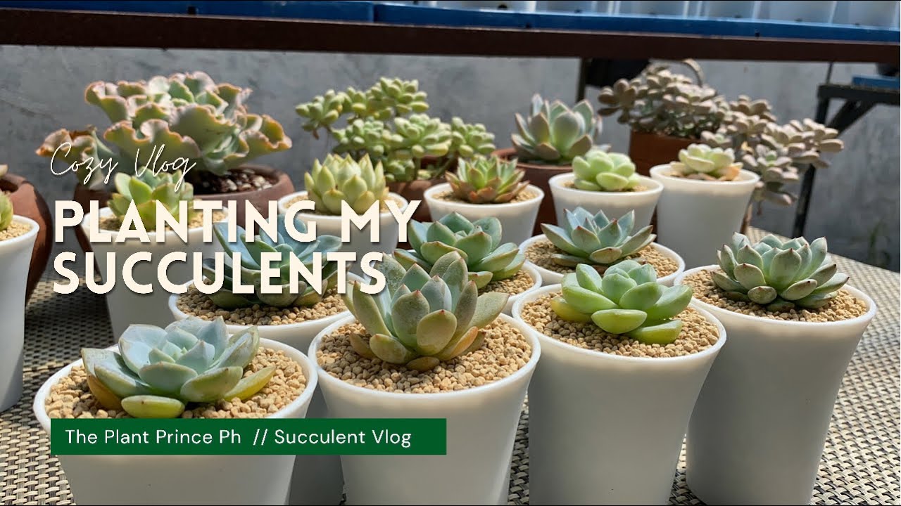 Making a Succulent Soilmix and Planting a Succulent | Relaxing Video