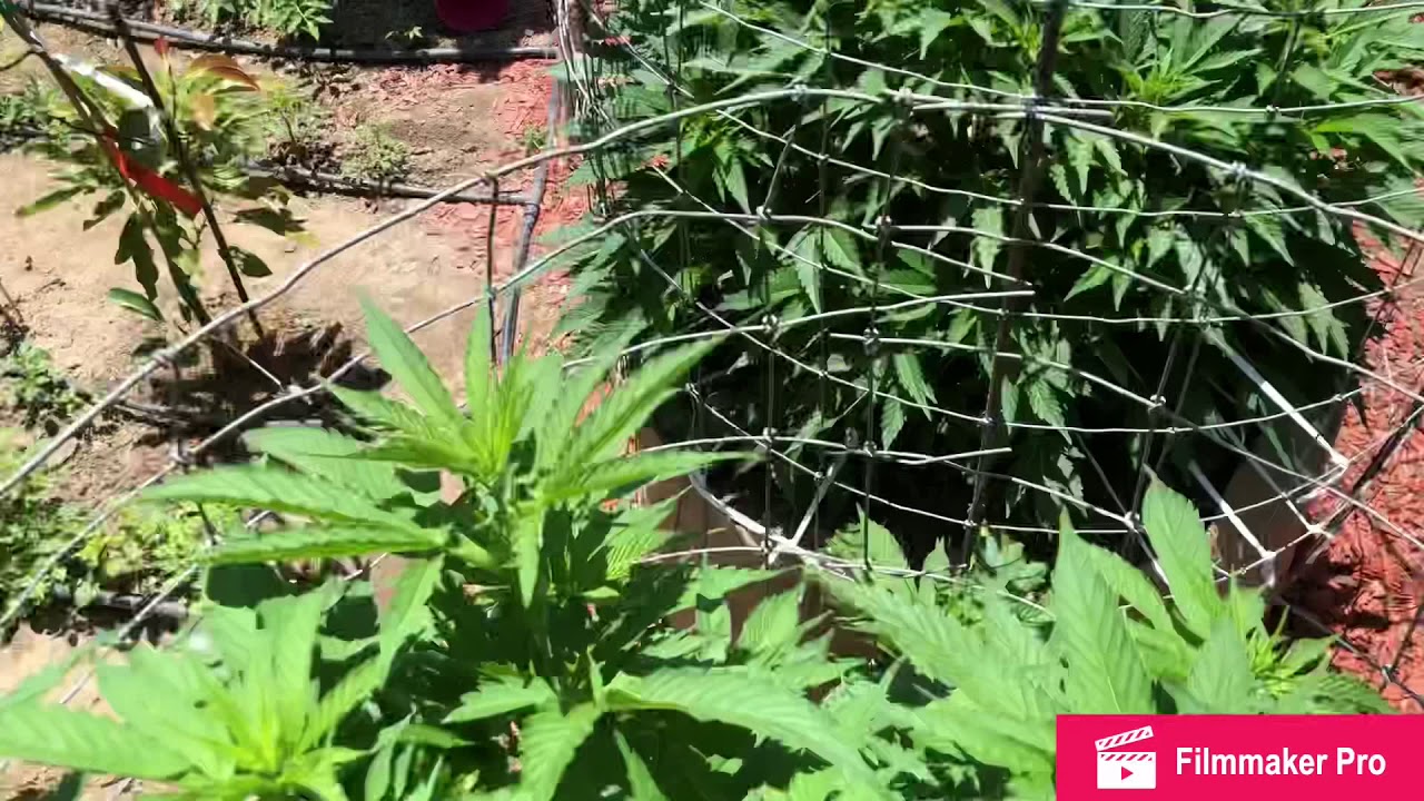 Don&rsquo;t panic it&rsquo;s organic  🍅🌲 No bottled nutrients of any kind 100% Organic