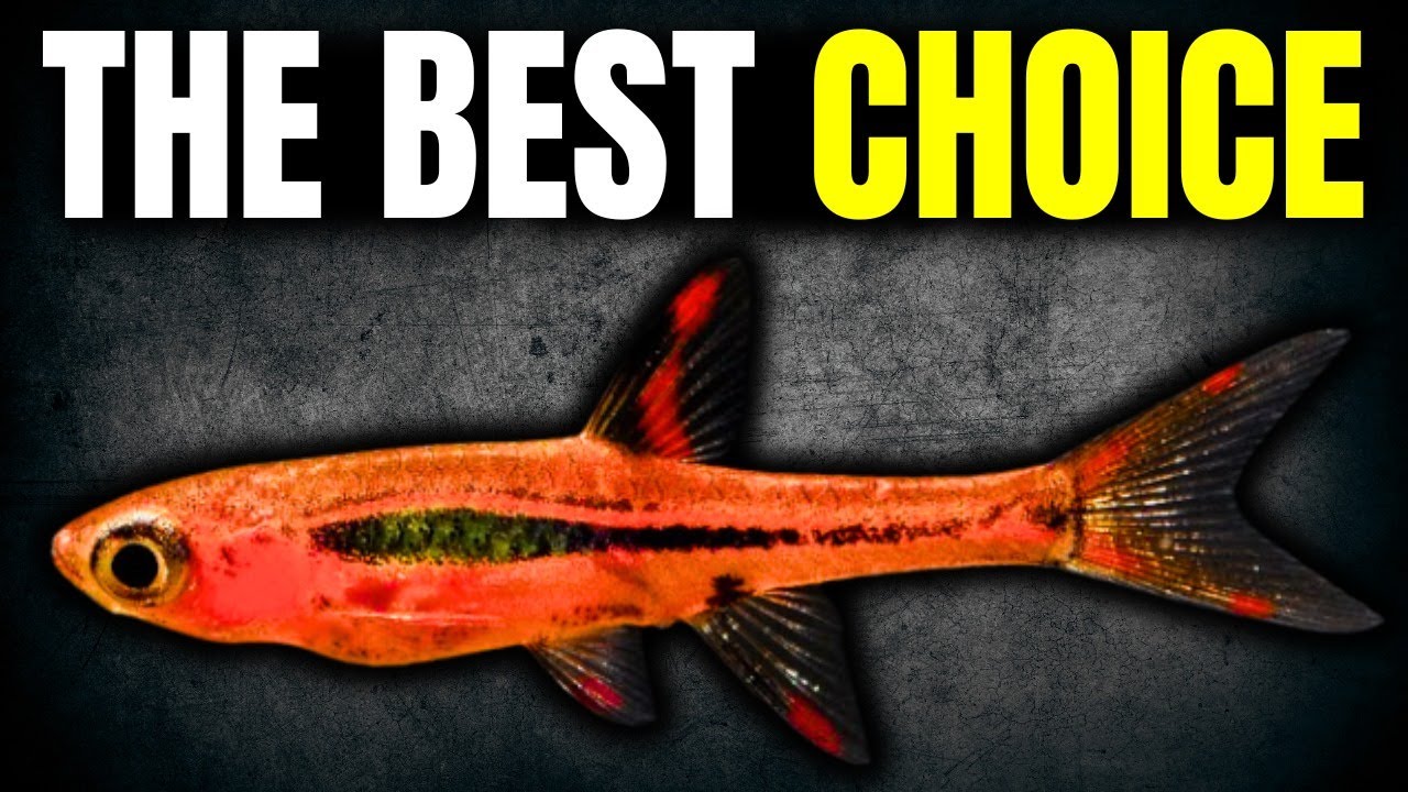 Ranking the BEST Fish For 10 Gallon Tanks (Tierlist)