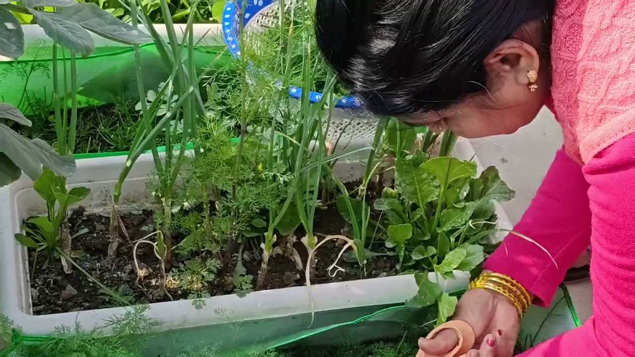 सोया की हार्वेस्टिंग !!!! 🌿🌱