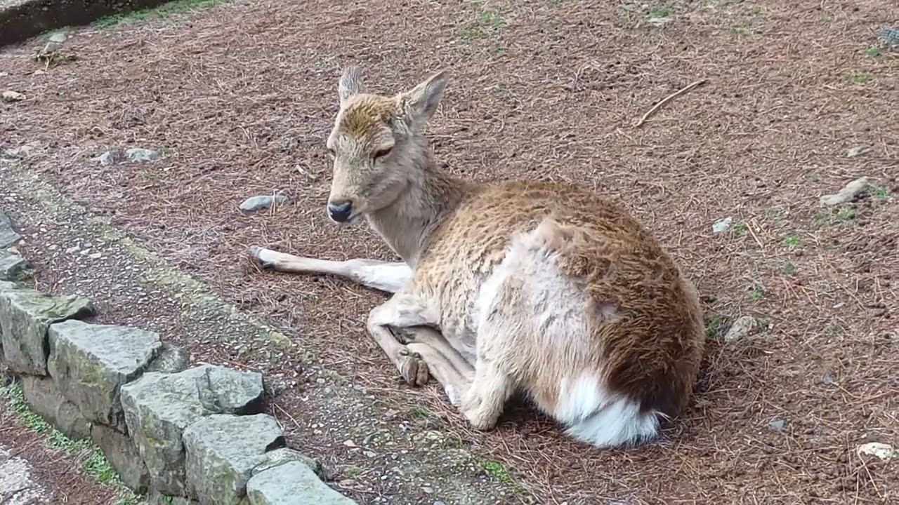Compilation (総集編) #1 The deer of Nara Park (#1～#9) 奈良公園の鹿さん