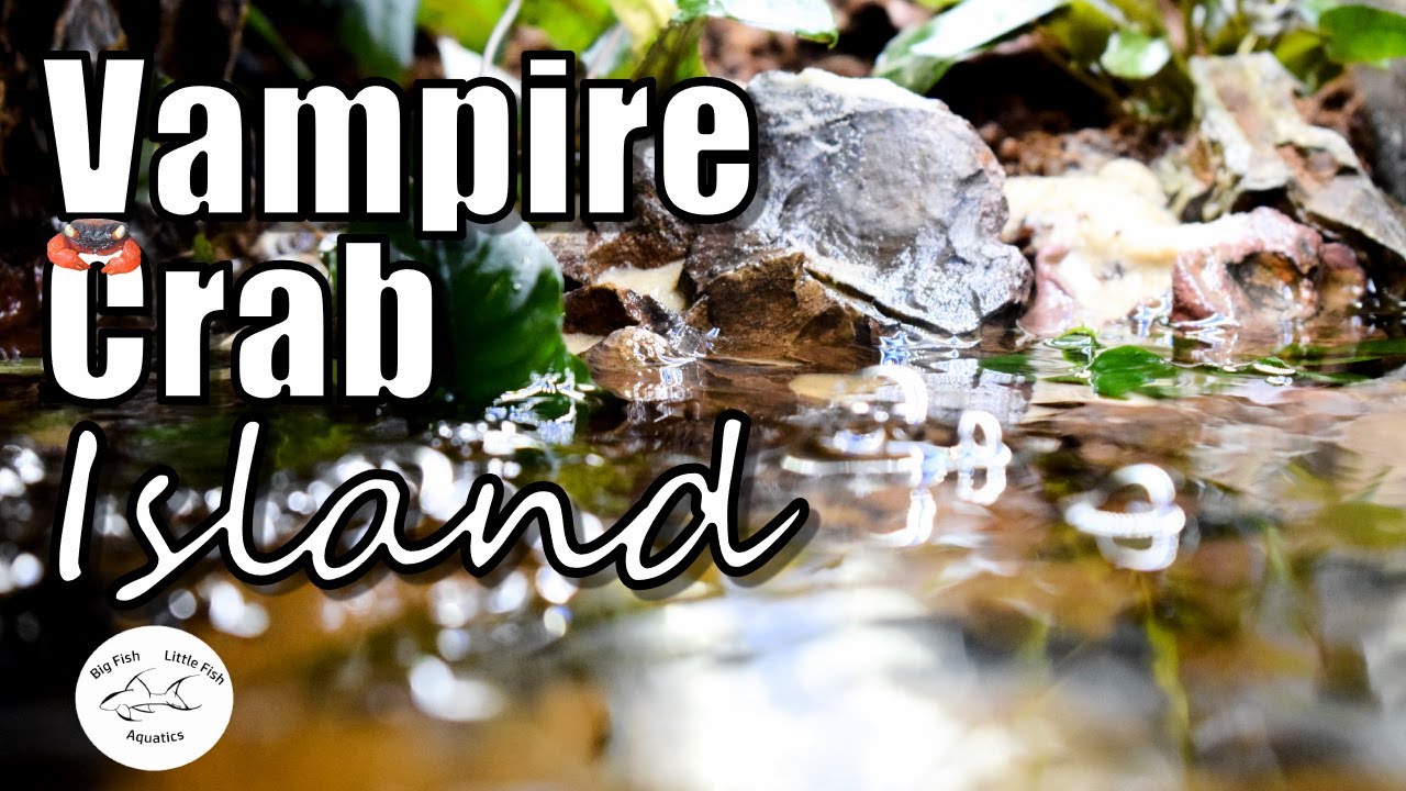 Vampire Crab Island | New Vampire Crab Setup