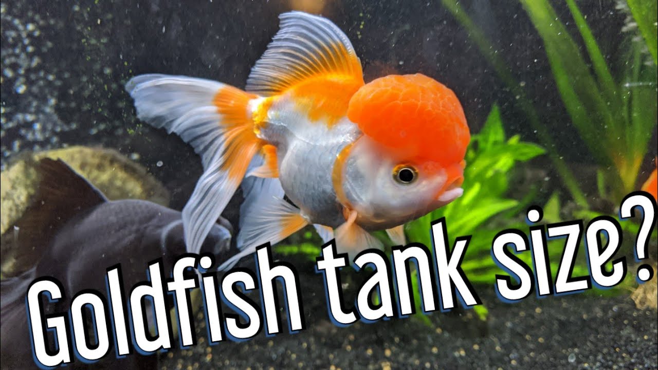 Goldfish tank size - what do they really need?