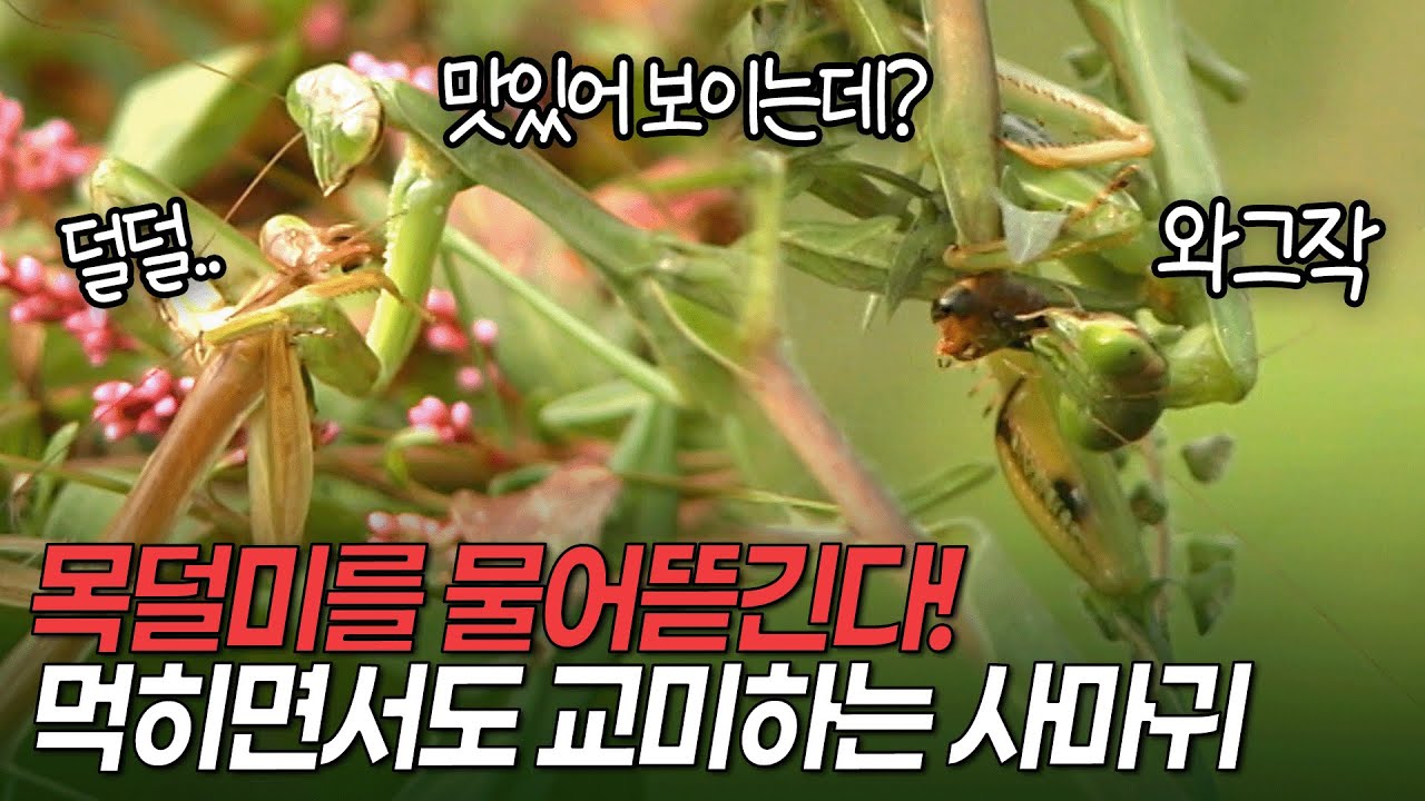 몸이 반 토막 날 때까지 멈추지 않는 교미! 교미하다가 수컷의 목덜미를 물어뜯는 암컷 사마귀 [환경스페셜 숲 속 사계, 곤충의 집]/ KBS 20061011 방송