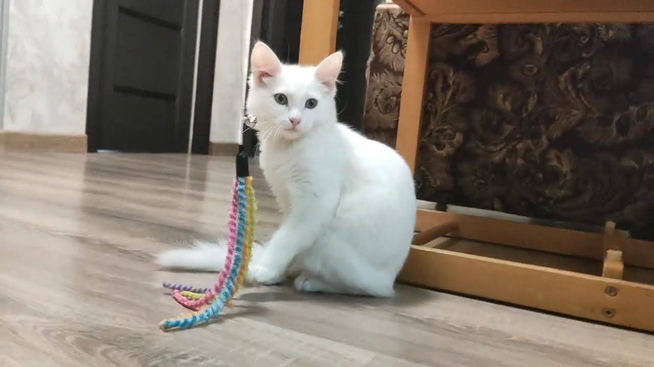 Веселый кот Вито!! Генератор тепла и хорошего настроения!!!