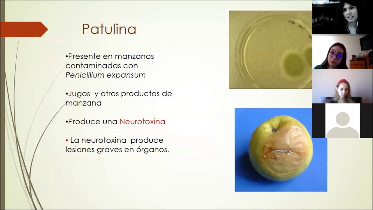 Práctica 13 Toxicologia de hongos //  Introducción a Micotoxinas y Micetismos 🍄🍄☠️☠️💀
