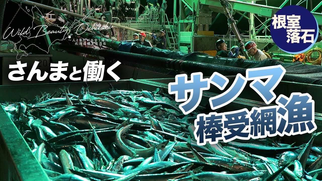 【公式】サンマとともに働く港｜落石漁協のサンマ棒受網漁レポート