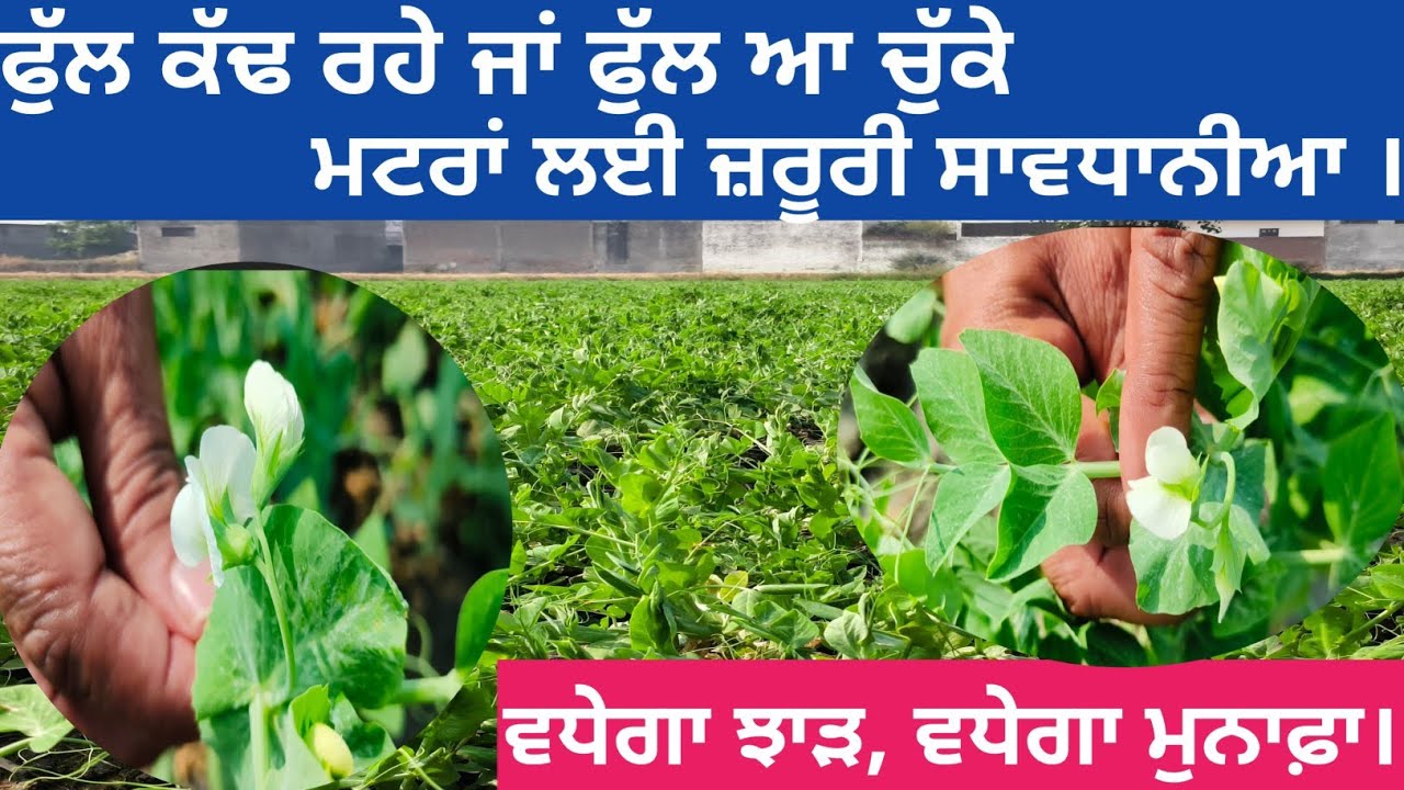 ਫੁੱਲਾਂ ਤੇ ਆ ਚੁੱਕੇ ਮਟਰਾਂ ਲਈ ਸਾਵਧਾਨੀਆਂ #farming #agriculture #peas #kisan #automobile #fungicides 