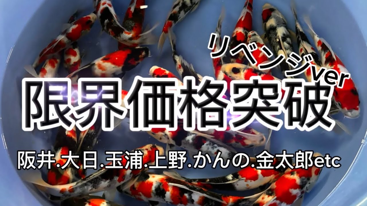 【遼河鯉庵】 これが俺の限界…有名生産者の鯉を過去最安値で通信販売します！！#koi #nishikikoi
