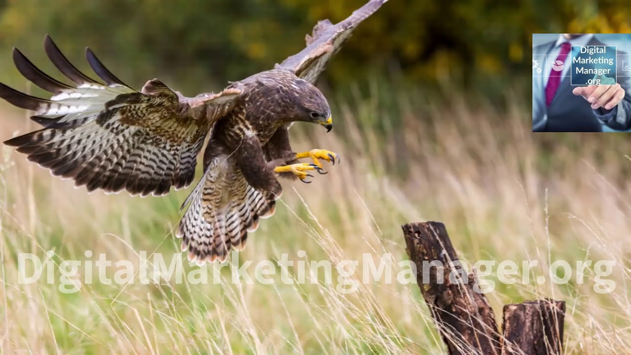 la poiana in volo... #Poiana #Uccello #Poiane #Uccelli #Rapace #Rapaci #Buzzard #Bird #Raptors #Wild