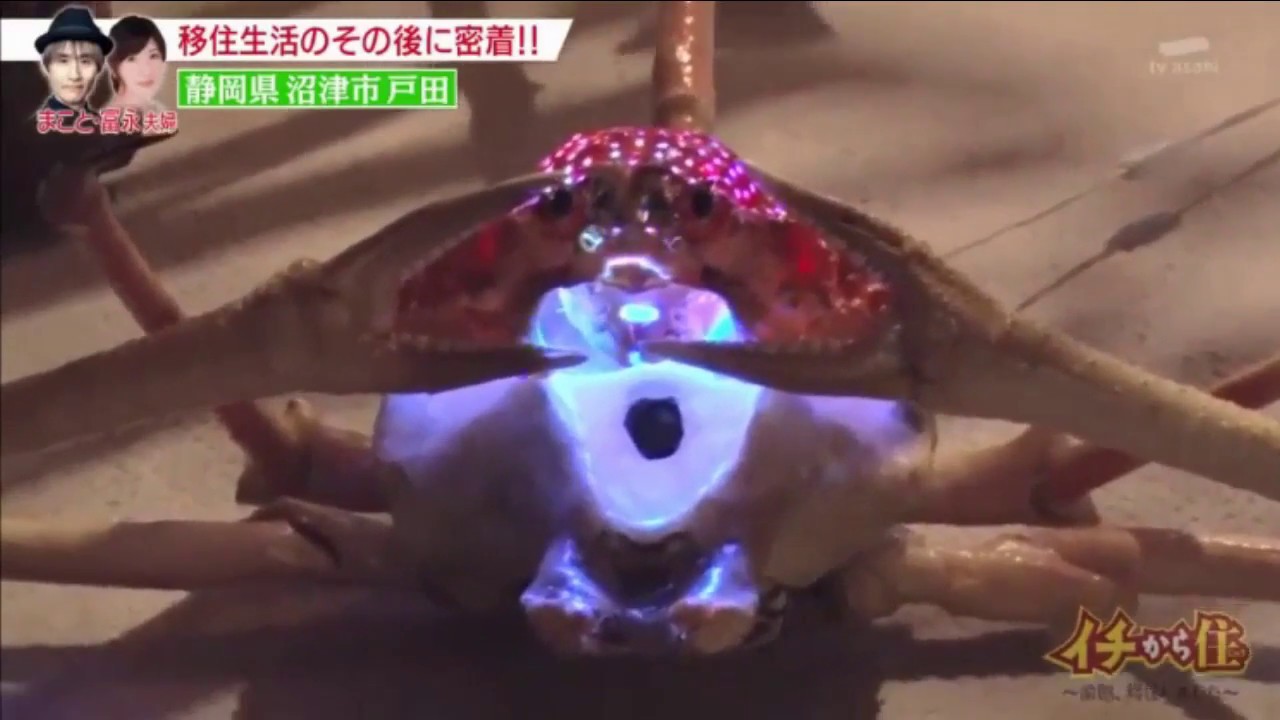 イチから住『タカアシガニリドゥ』