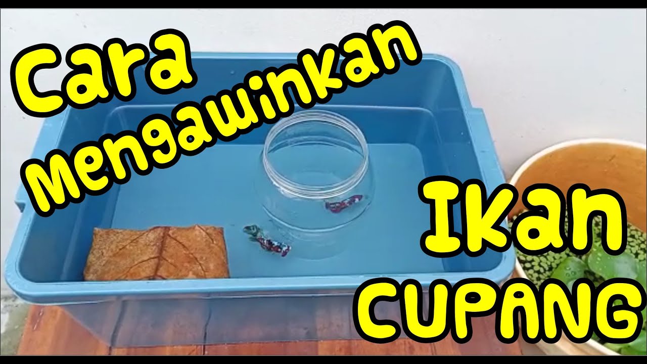 CARA MENGAWINKAN IKAN CUPANG SECARA LENGKAP .... PASTI BISA #viral #satuklikuntukwujudkanimpianmu