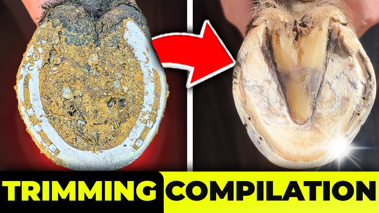 Horse Hoof Cleaning Compilation [8 Minutes Of Full Restoration]