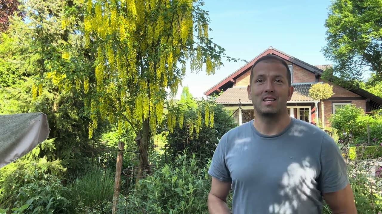 Lágyszárú évelők és babérmeggy metszés+ hegyi iszalag igényei