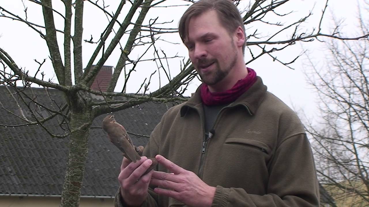 TV Horsens - D&eacute;t Derude Vindrossel