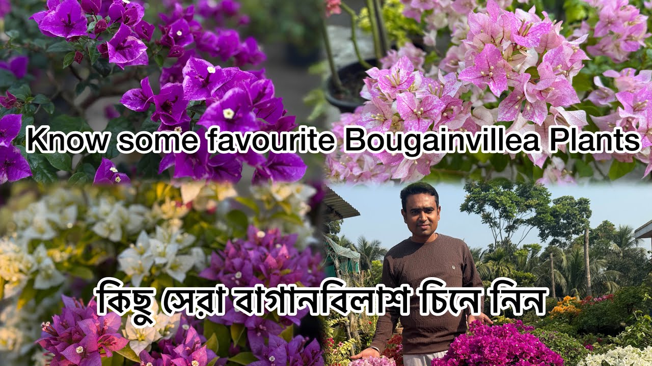 Some Best Blooming Bougainvillea 