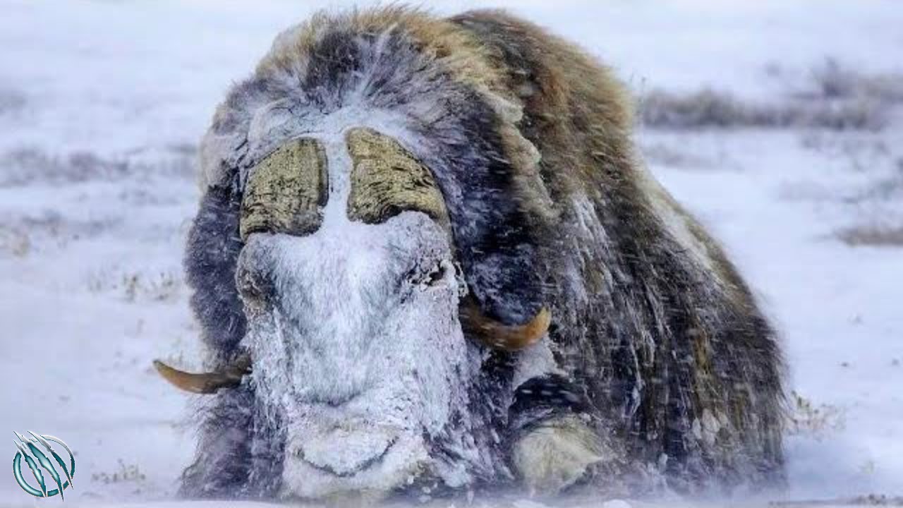 This Arctic Tank Fights Wolves, Snowstorms&hellip; and Wins