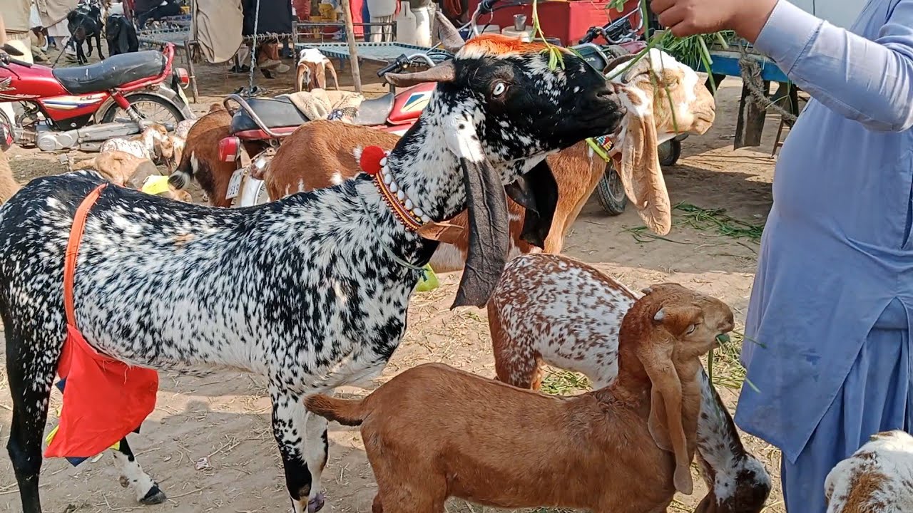 Dunyapur Bakra Mandi Live imported goats champion breed 