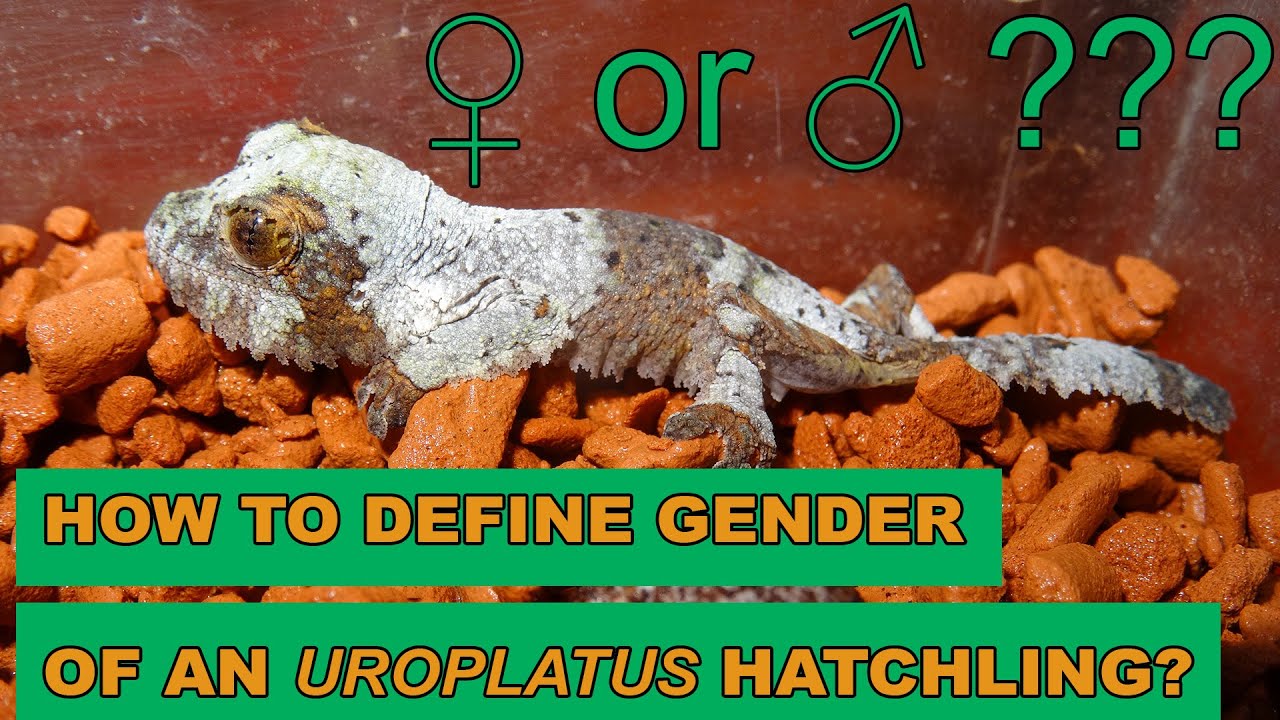 How to identify gender of an Uroplatus hatchling?