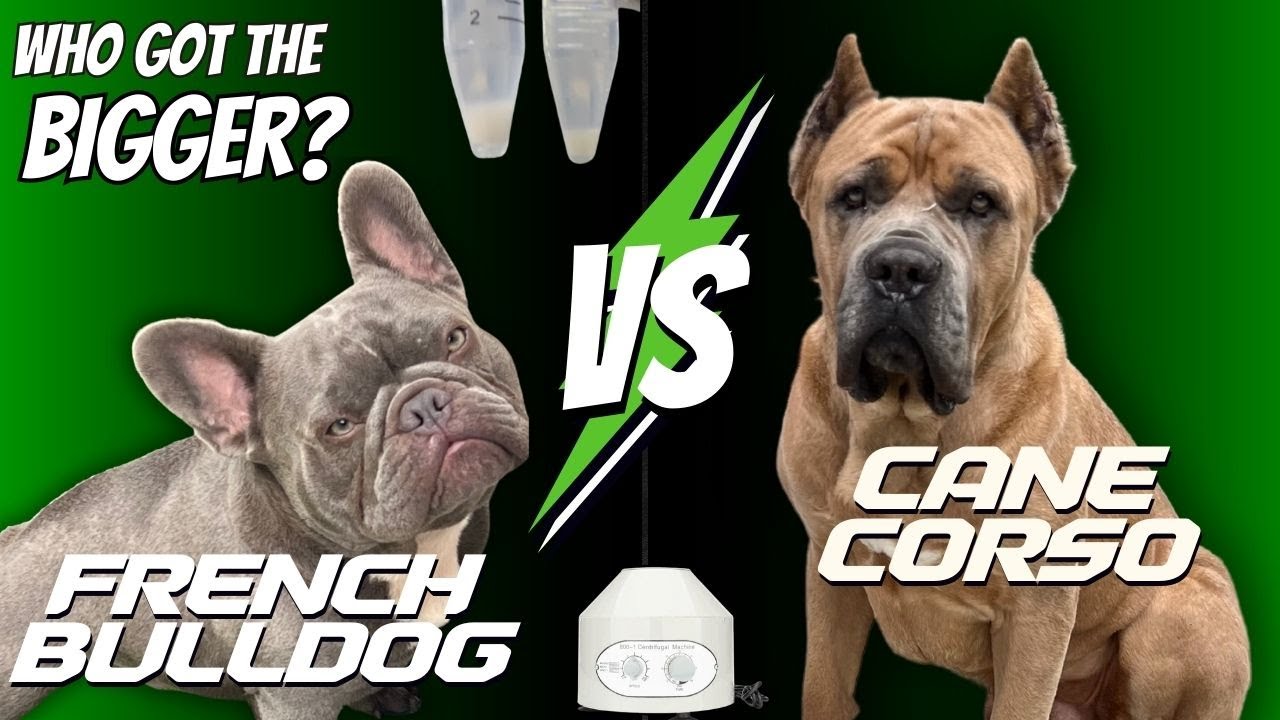 How to use a centrifuge for increased breeding success!