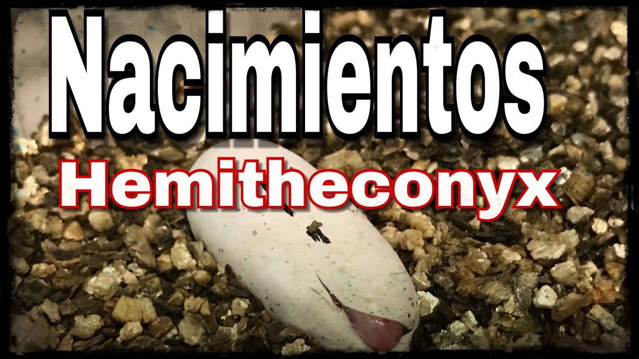 Mis primeras crías de Hemitheconyx Caudicinctus ( Gecko de cola gorda , Afriican Fat Tail )