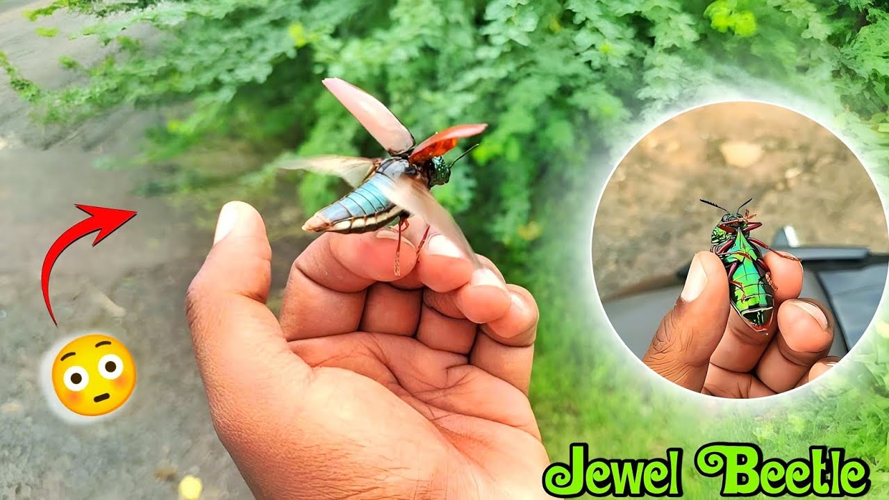 Rescue Of Jewel Beetle 🪲🐞