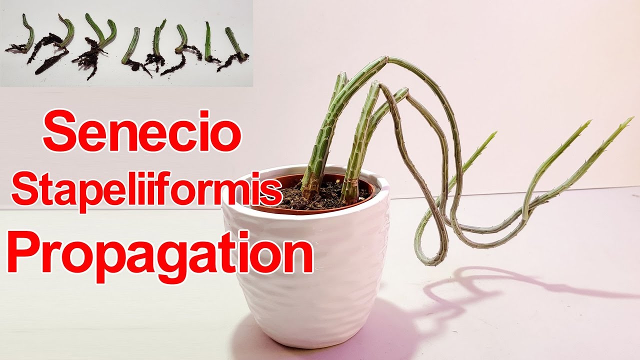 Senecio Stapeliiformis/Pickle Plant Propagation | NJ and TX Garden
