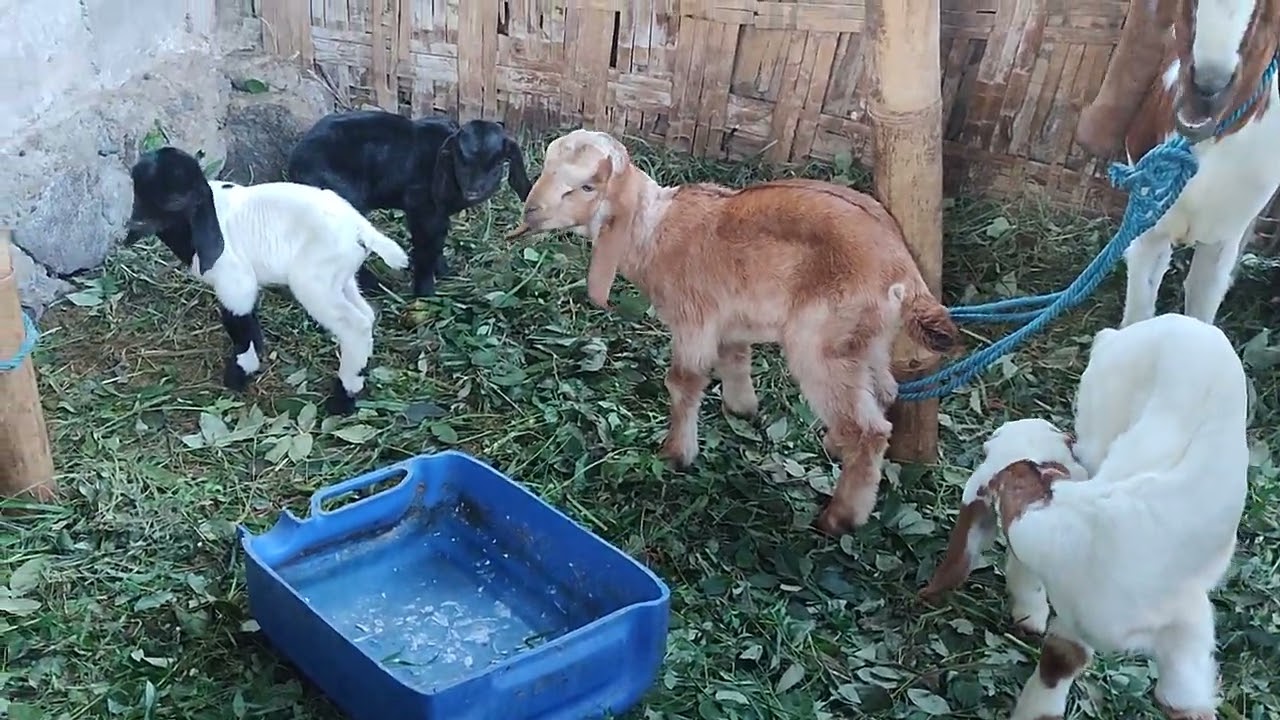 Anak kambing lucu lucu, indukan 3 beranak semua