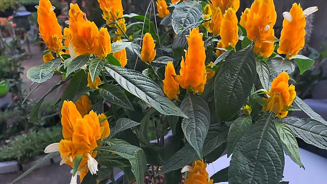 ​UNA BELLA PLANTA CAMARÓN EN MI JARDÍN / PACHYSTACHYS LUTEA
