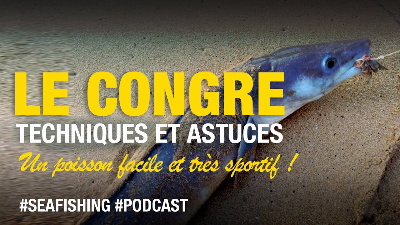 Pêche facile du CONGRE en 