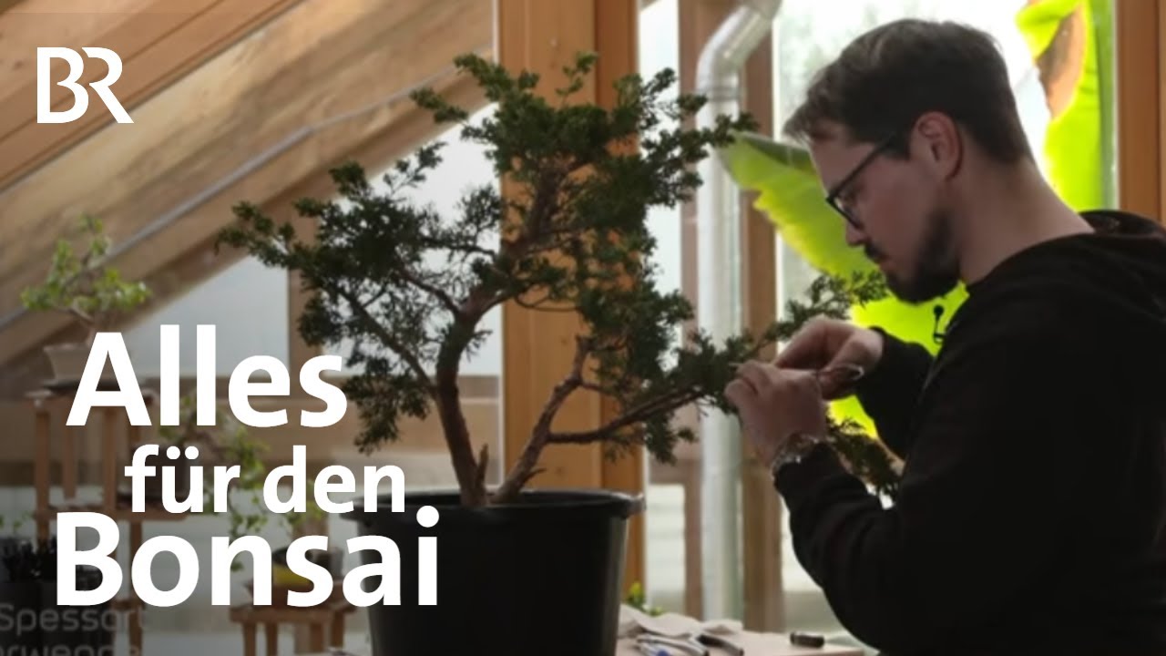 Bonsai-Kunst im Wettbewerb: Stefan und seine Leidenschaft | Zwischen Spessart und Karwendel | BR