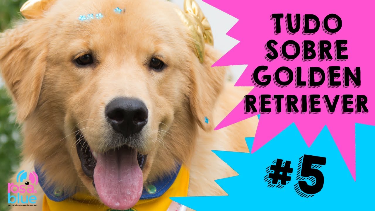 TUDO SOBRE GOLDEN RETRIEVER I ROSAEBLUE RESPONDE #5