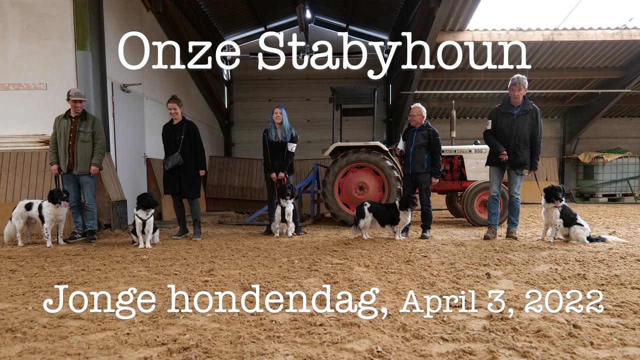 Onze Stabyhoun - Impressies Jonge hondendag 3 April 2022