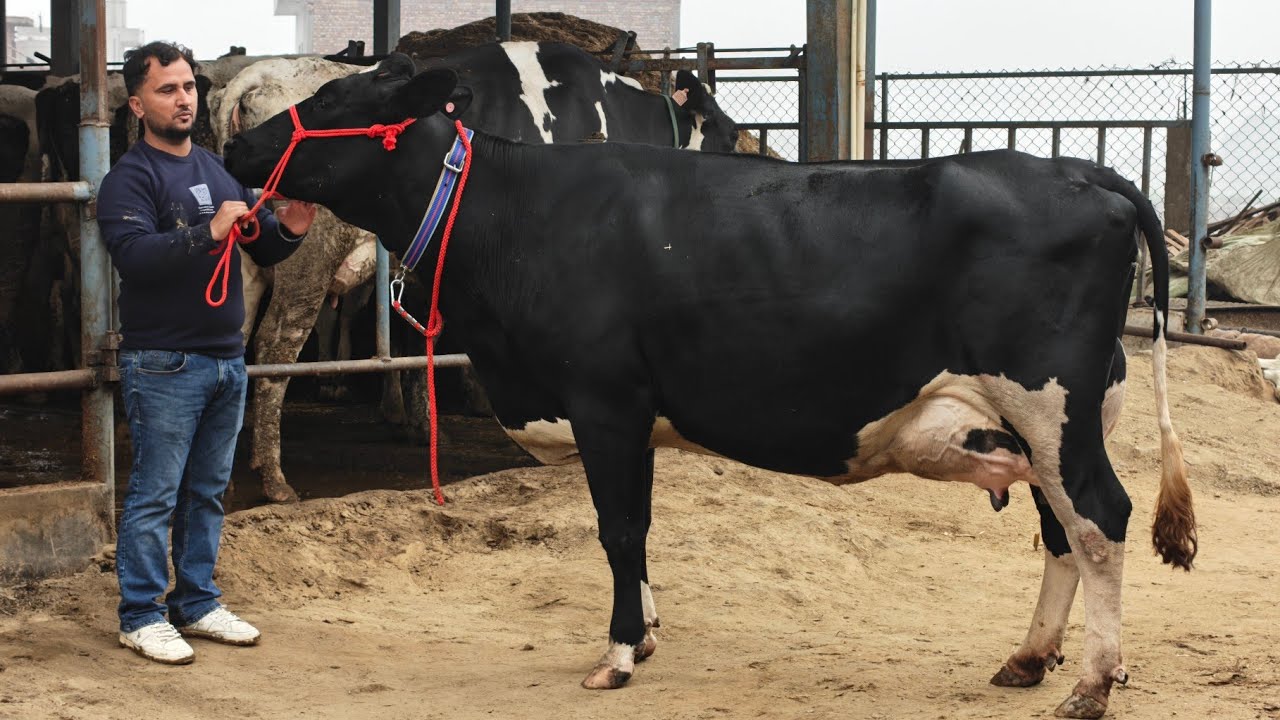 10 ਗਾਵਾਂ ਸਹਿਗਲ ਡੇਅਰੀ ਫਾਰਮ ਵਿੱਚ ਵਿਕਾਊ, 10 Cows for sale 
