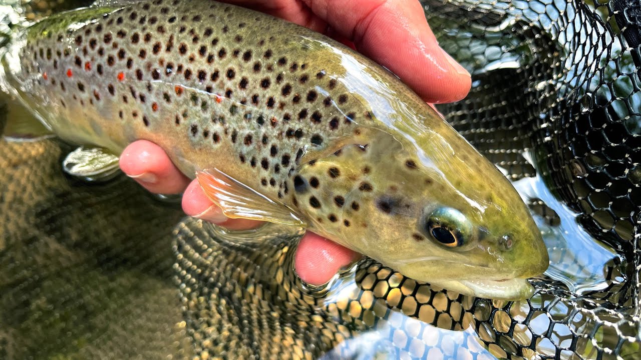 Fliegenfischen am kleinen Wiesenbach: Bachforellen, Abenteuer & Tipps! 🐟🌿
