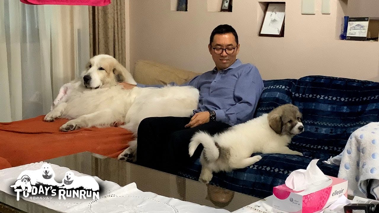 距離感の探り合いをしているルンルンとアランとベルです　Great Pyrenees　グレートピレニーズ