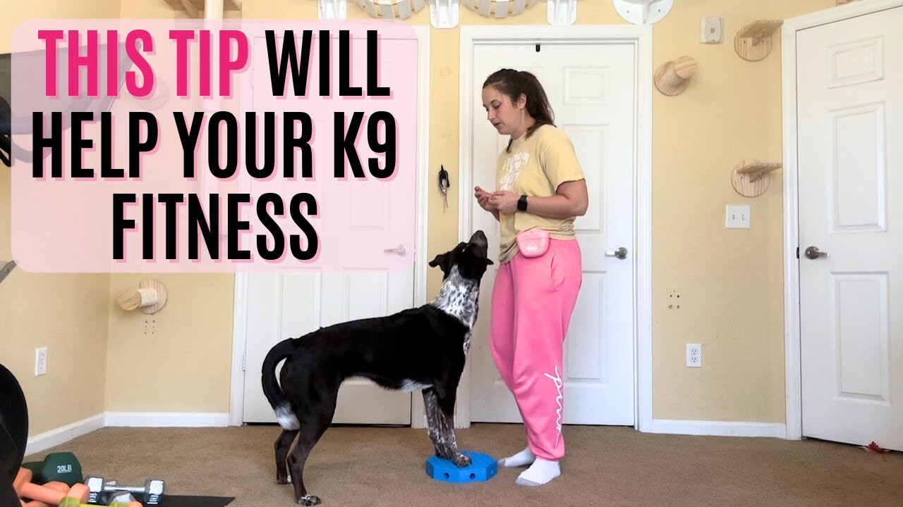 Совет K9 Fitness по улучшению силовых тренировок вашей собаки