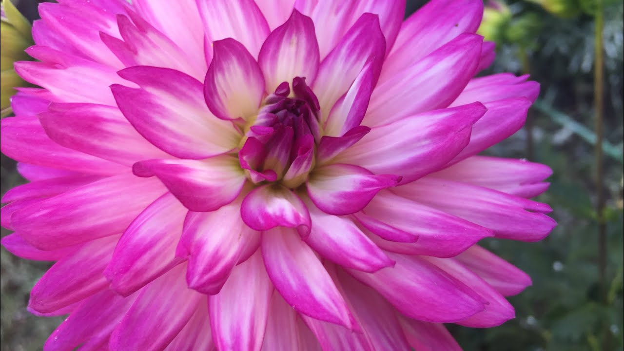 COMO REPRODUCIR LA DAHLIA POR ESQUEJE /PASO A PASO