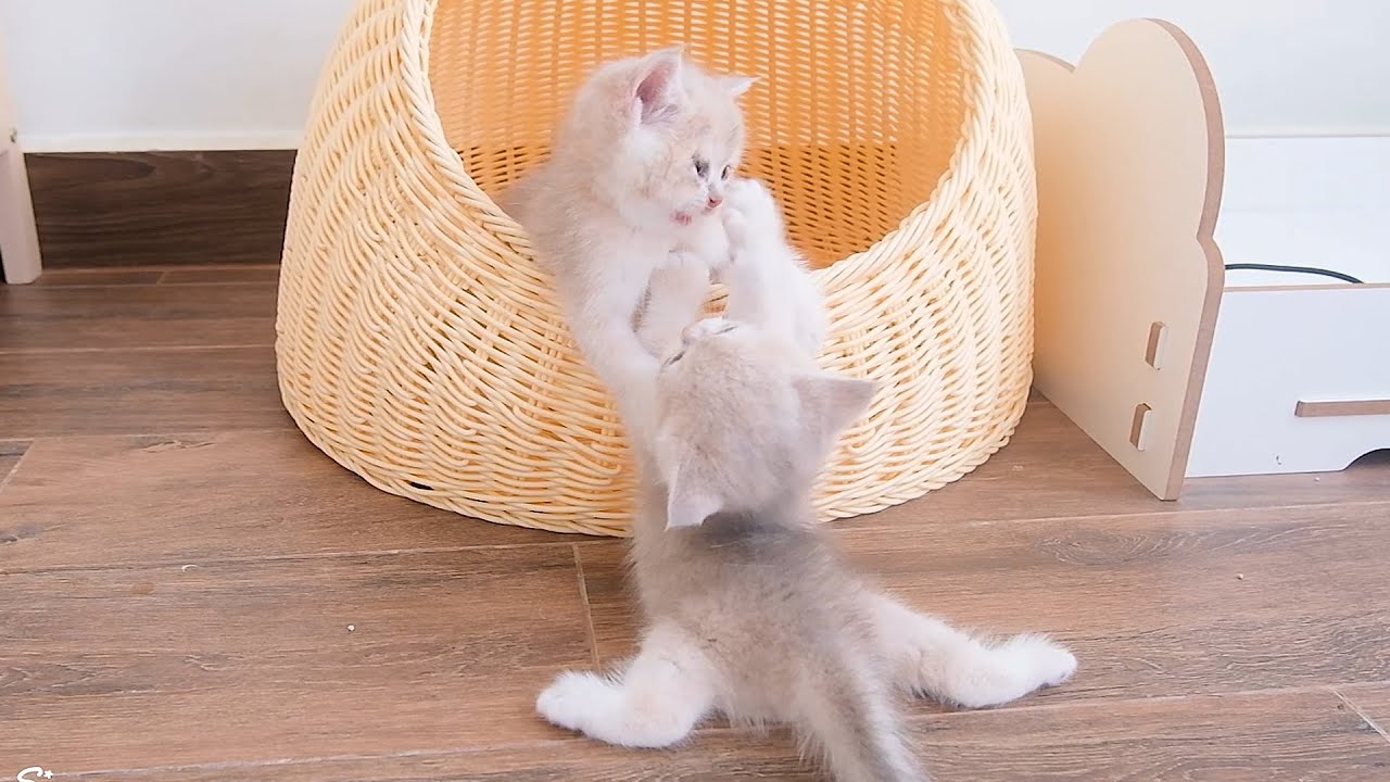 My adorable little mischievous kittens.