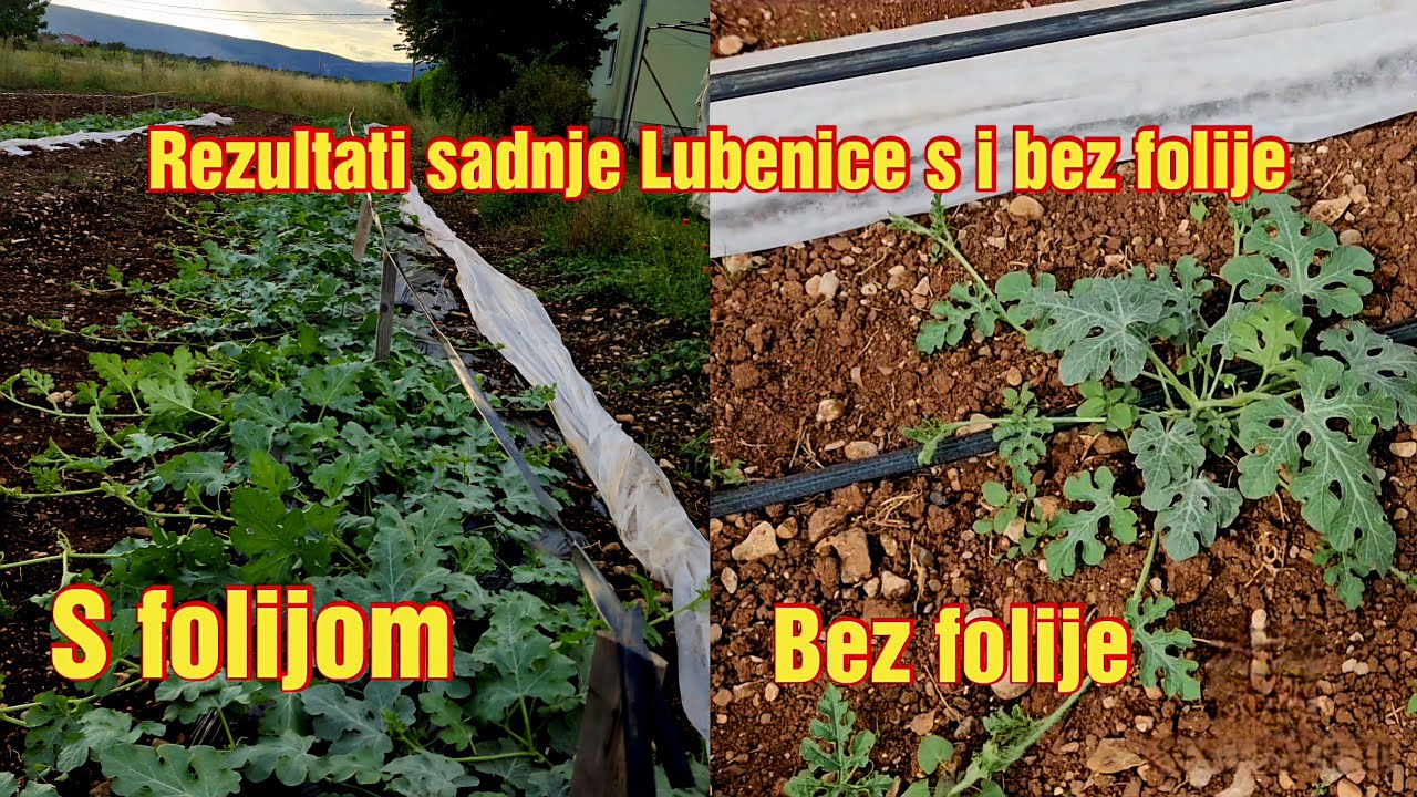 Naučite kako postaviti foliju i ubrzati rast  Lubenice