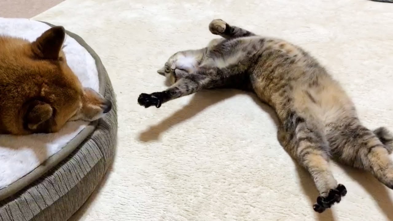警戒心の強い猫のおもしろ可愛い甘え時代と子猫達と仲良しになった時。