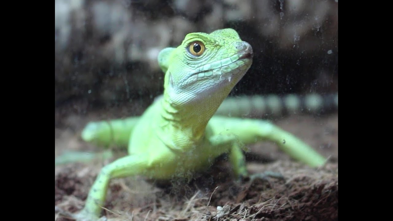 Basilisk Maintenance