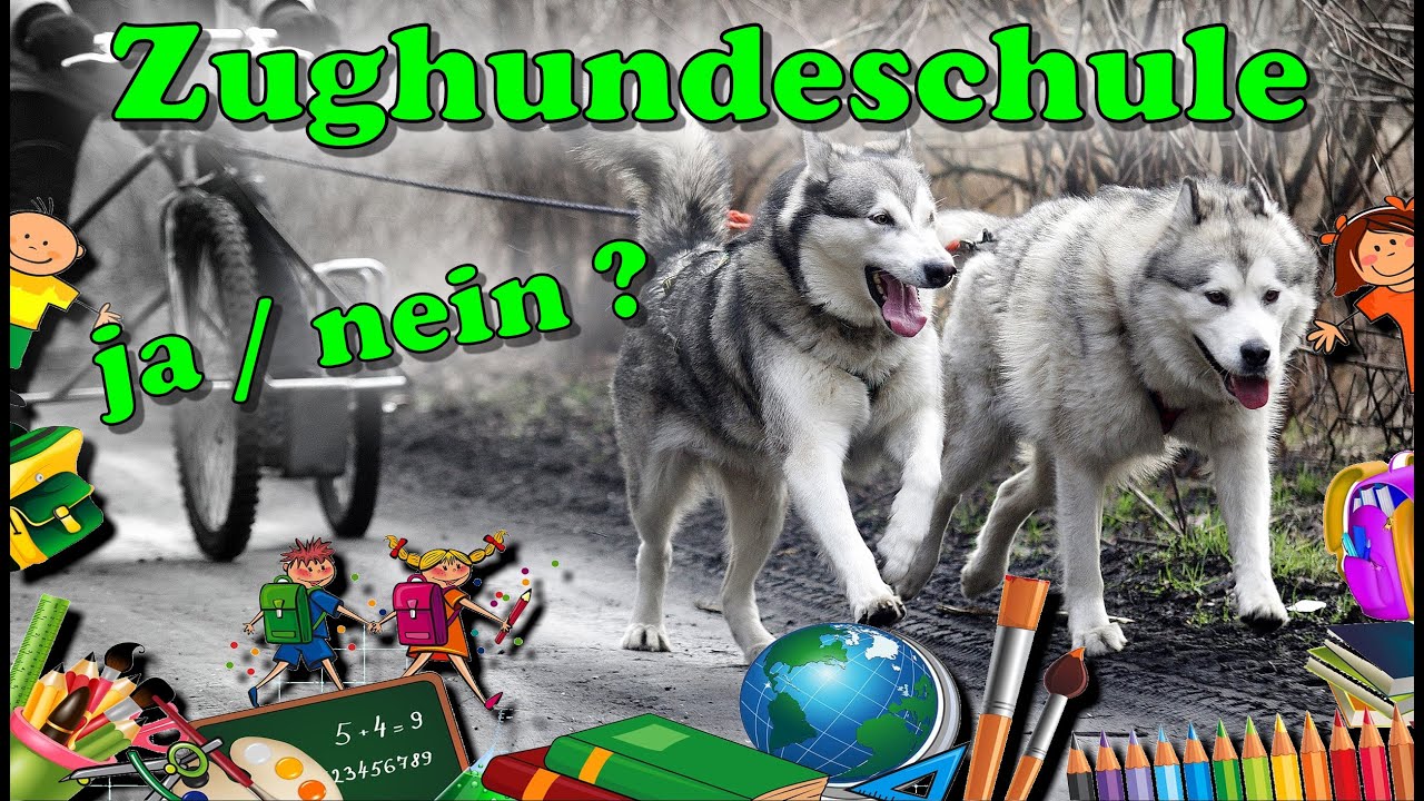 Zughundekurs - Wie sinnvoll ist er wirklich ? / Zughundesport / Nature Trails