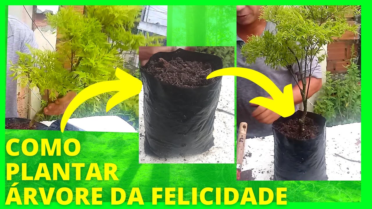 COMO PLANTAR ÁRVORE DA FELICIDADE MUITO SIMPLES E RÁPIDO