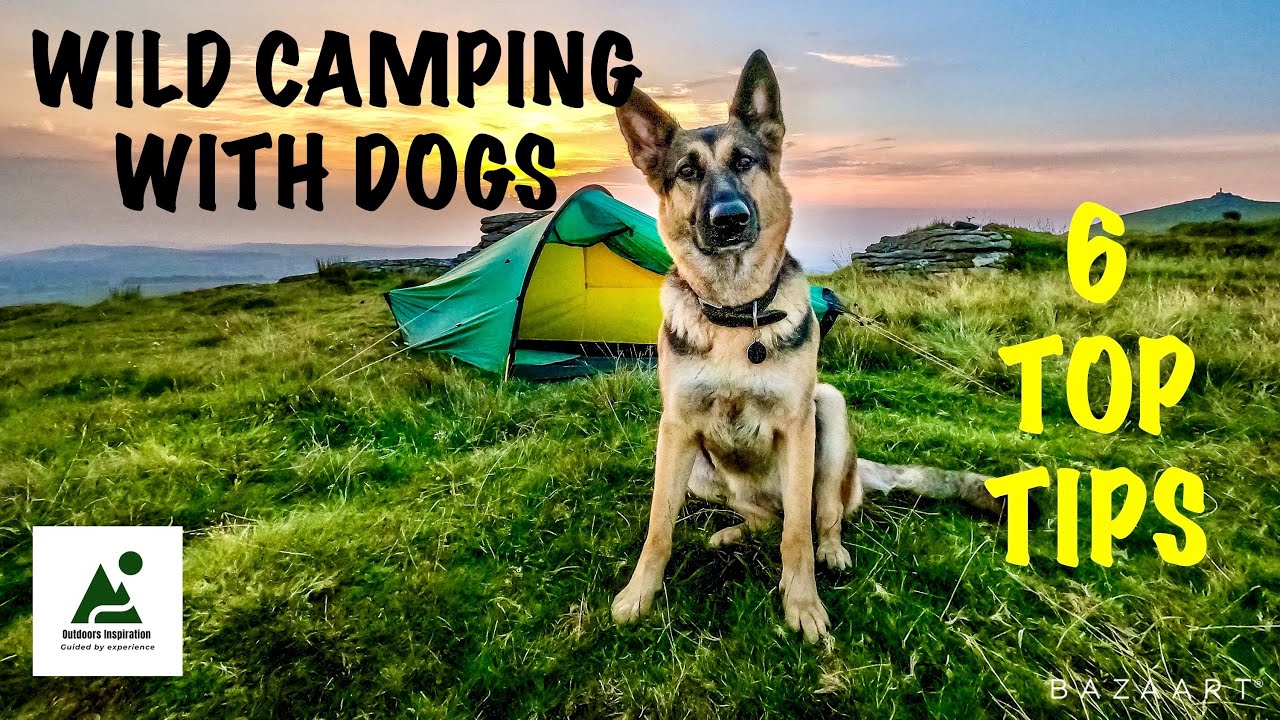 Wild Camping With Dogs, 6 Top Tips