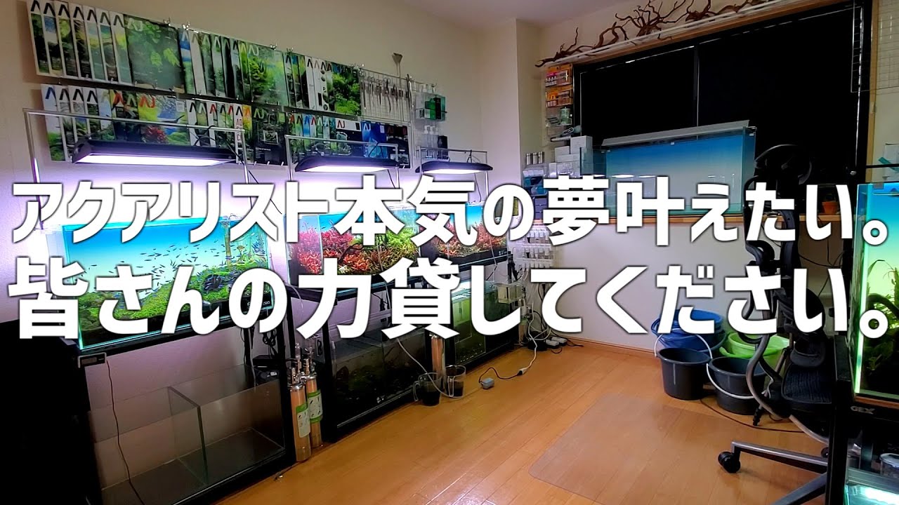 【ガチです】過ぎた願いと分かりつつも…アクアリストの切実なる夢にお力添えを！#778【アクアリウム】