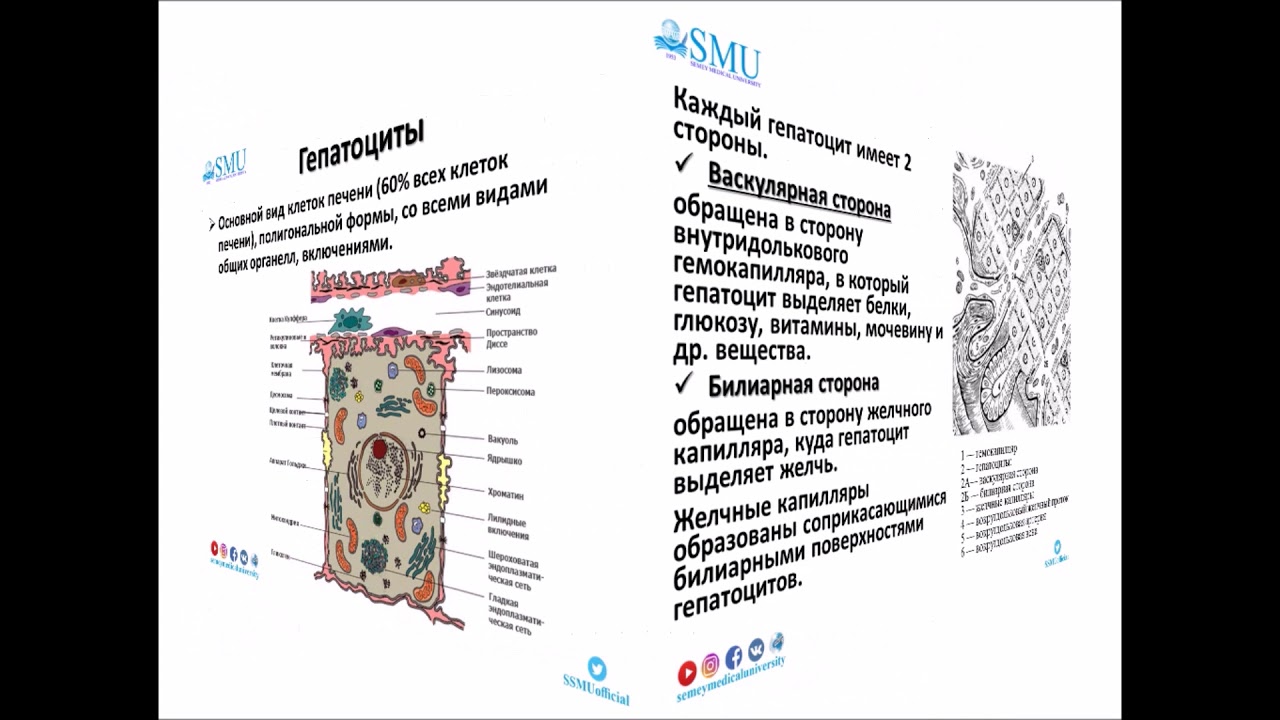 Лекция Гистология печени и поджелудочной железы