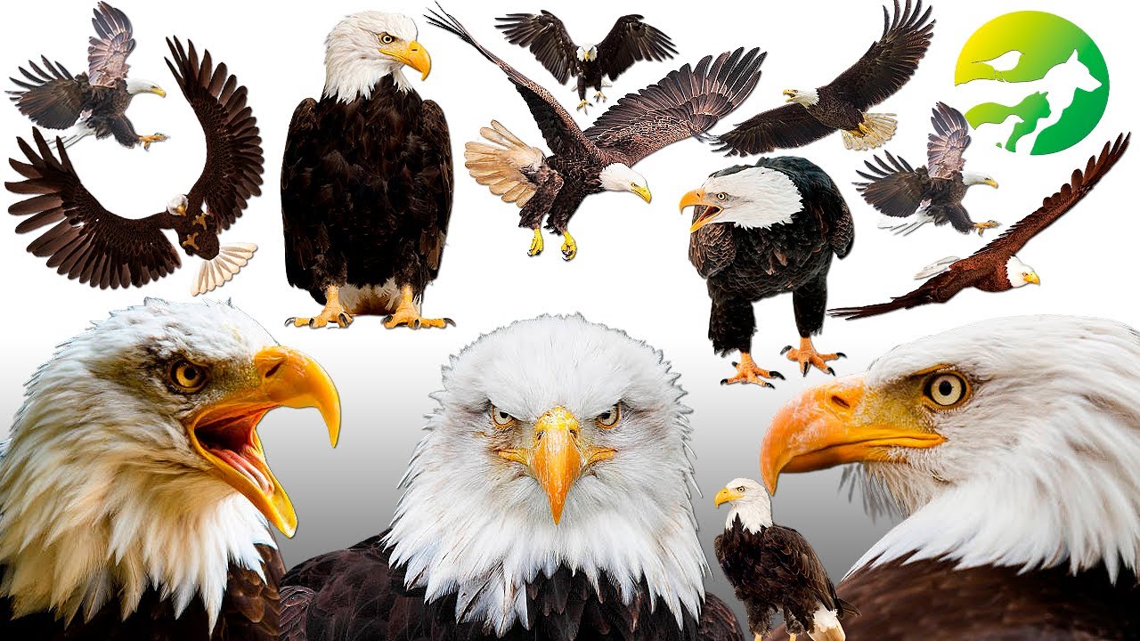 Learn The Bald Eagle Classification ( Animal Sound )- Characteristics of Animals
